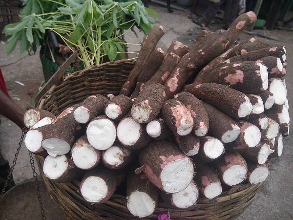 cassava poisoning