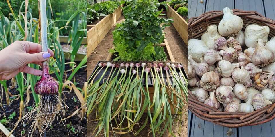 garlic growing tips