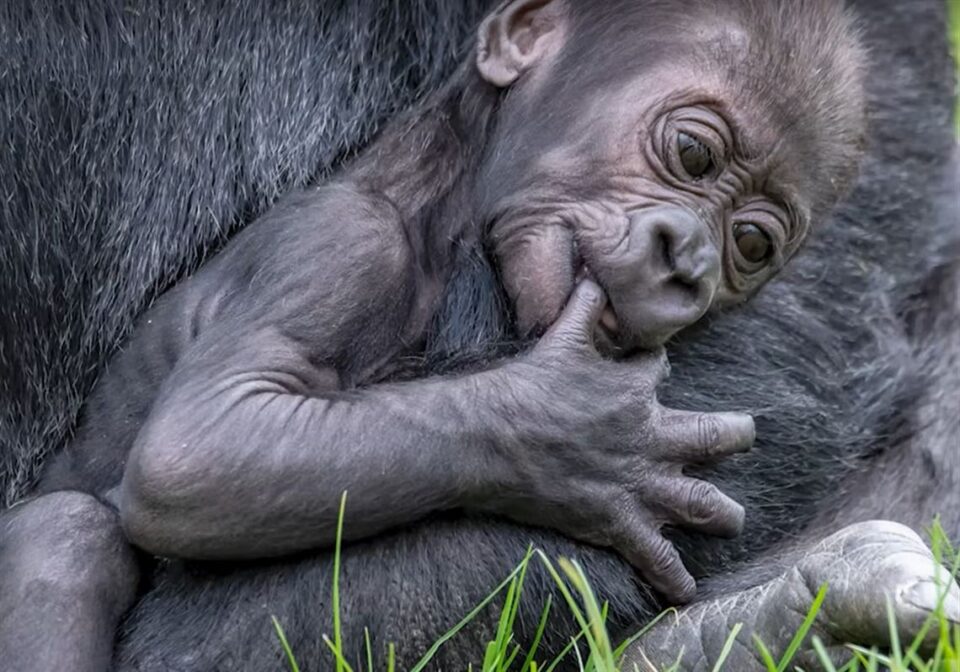 pittsburgh zoo gorilla 1681372480