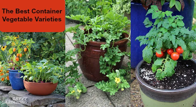 container Vegetable varieties header