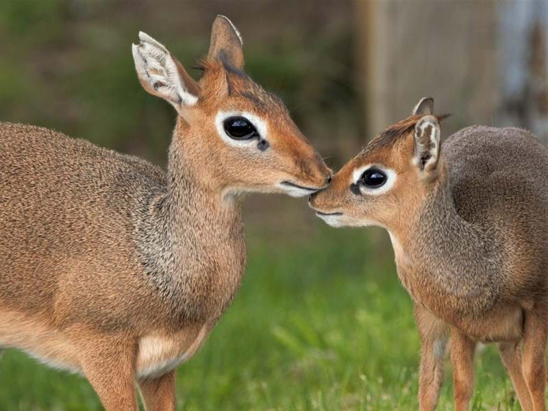 dik dik sue launders