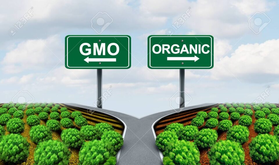127794975 gmo and organic farming agricultural bio concept as a genetically modified eco food crops and