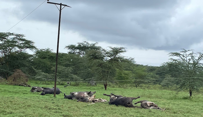 Eight Buffaloes Electrocuted In Kenya By Low Lying Power Lines