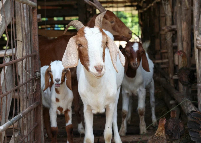 Courtesy photo of exotic goats