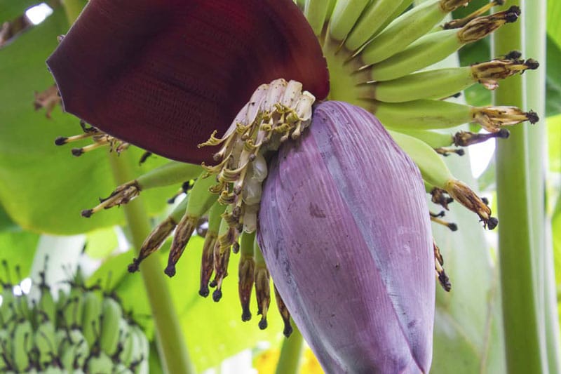 banana flower main