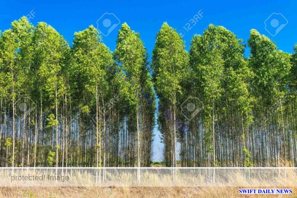 19180768 eucalyptus tree field jpg 11zon
