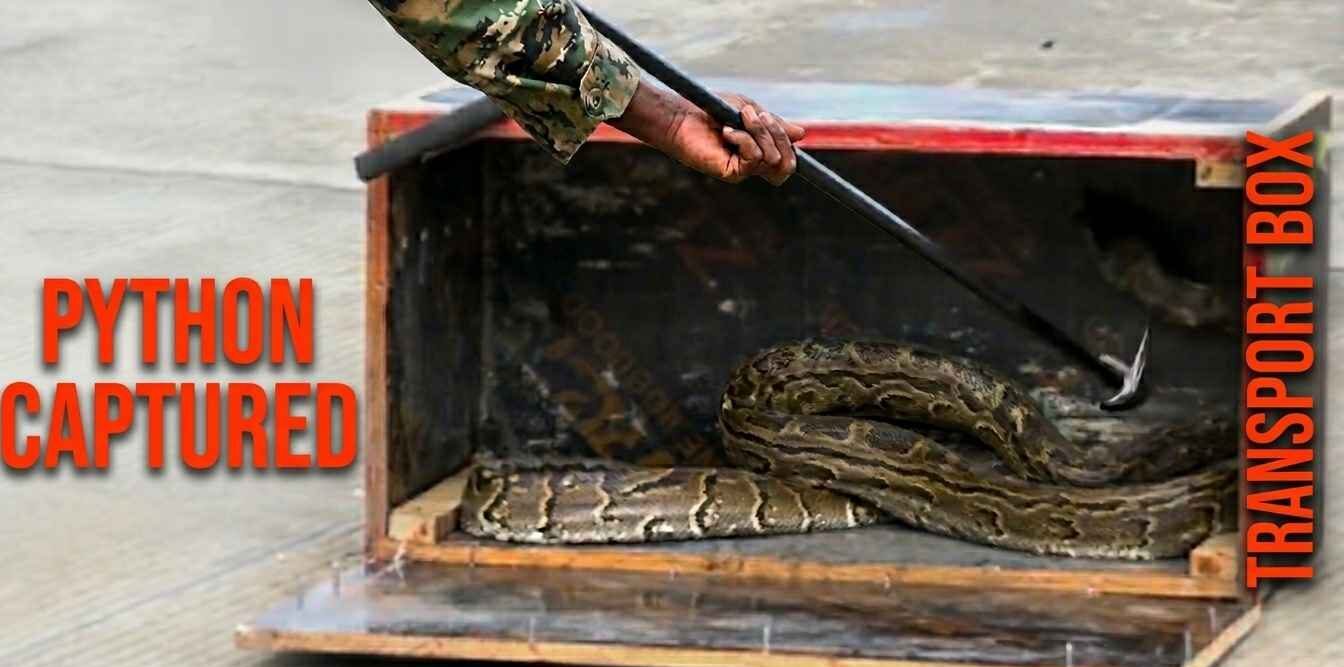 Horror Vs Panic: ‘Witch Doctor’ Caught Smuggling Live Snake In Bus Luggage