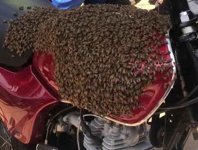 Panic In Mubende As Swarm Of Bees Engulfs Bodaboda Stage, Rider Rushes To Police!