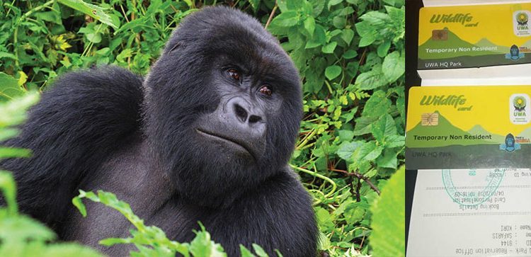 Uganda-Gorilla-Trekking-Permits