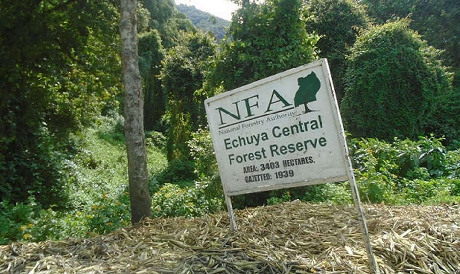 echuya-forest