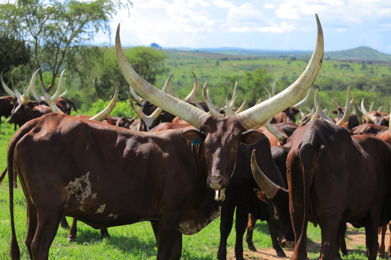 NAGRC & DB Develops High-Milk-Yielding Pure Ankole Dairy Cattle At Nshaara Conservation Ranch NAGRC & DB Develops High-Milk-Yielding Pure Ankole Dairy Cattle At Nshaara Conservation Ranch