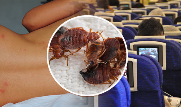 Drama At Airport: Passengers Stranded As Bed Bugs Ground Planes